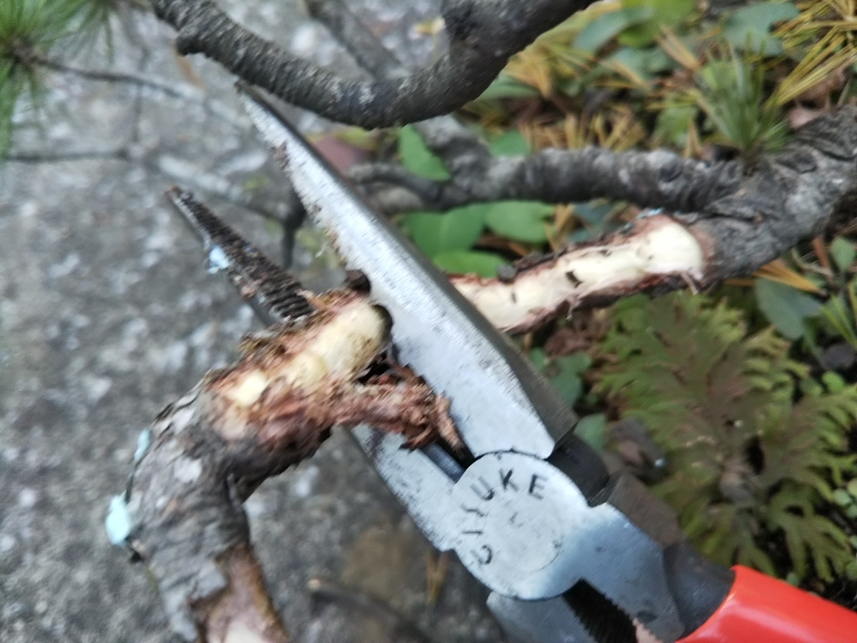 五葉松 ジン シャリ 樹齢40年 天ジン 天神 五葉松 ジン シャリ 樹齢40