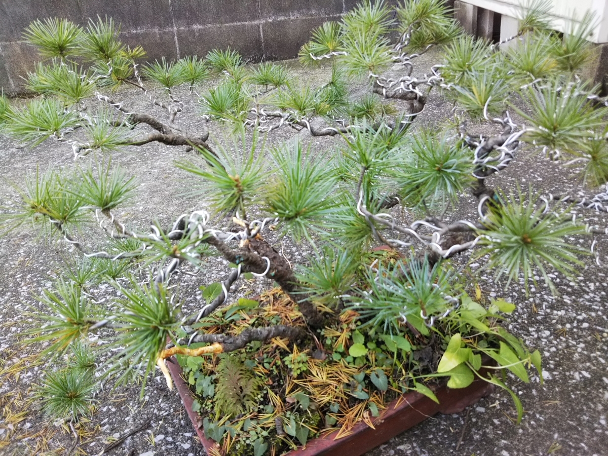 f:id:bontosyougatu:20191112213345j:plain f:id:bontosyougatu:20191112213345j:plain