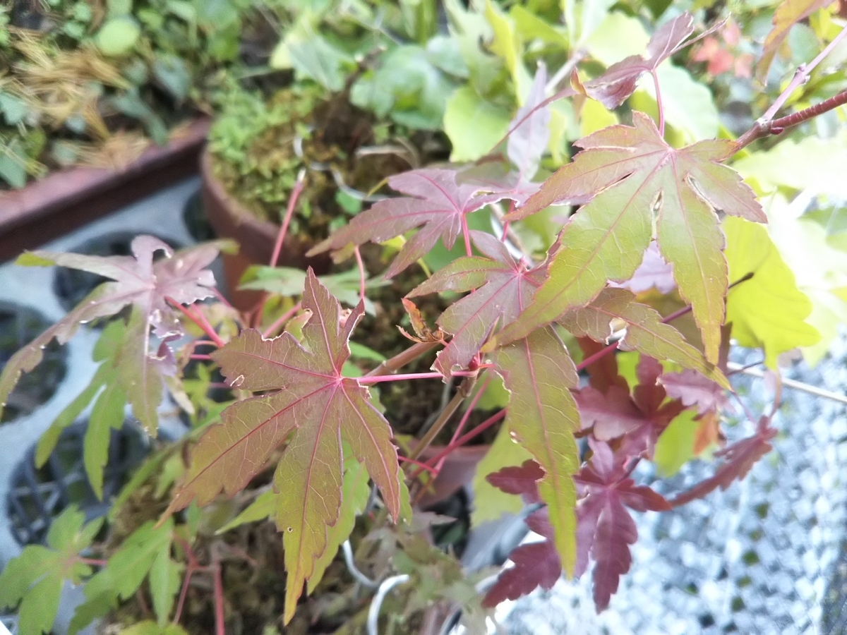 f:id:bontosyougatu:20191115212009j:plain f:id:bontosyougatu:20191115212009j:plain