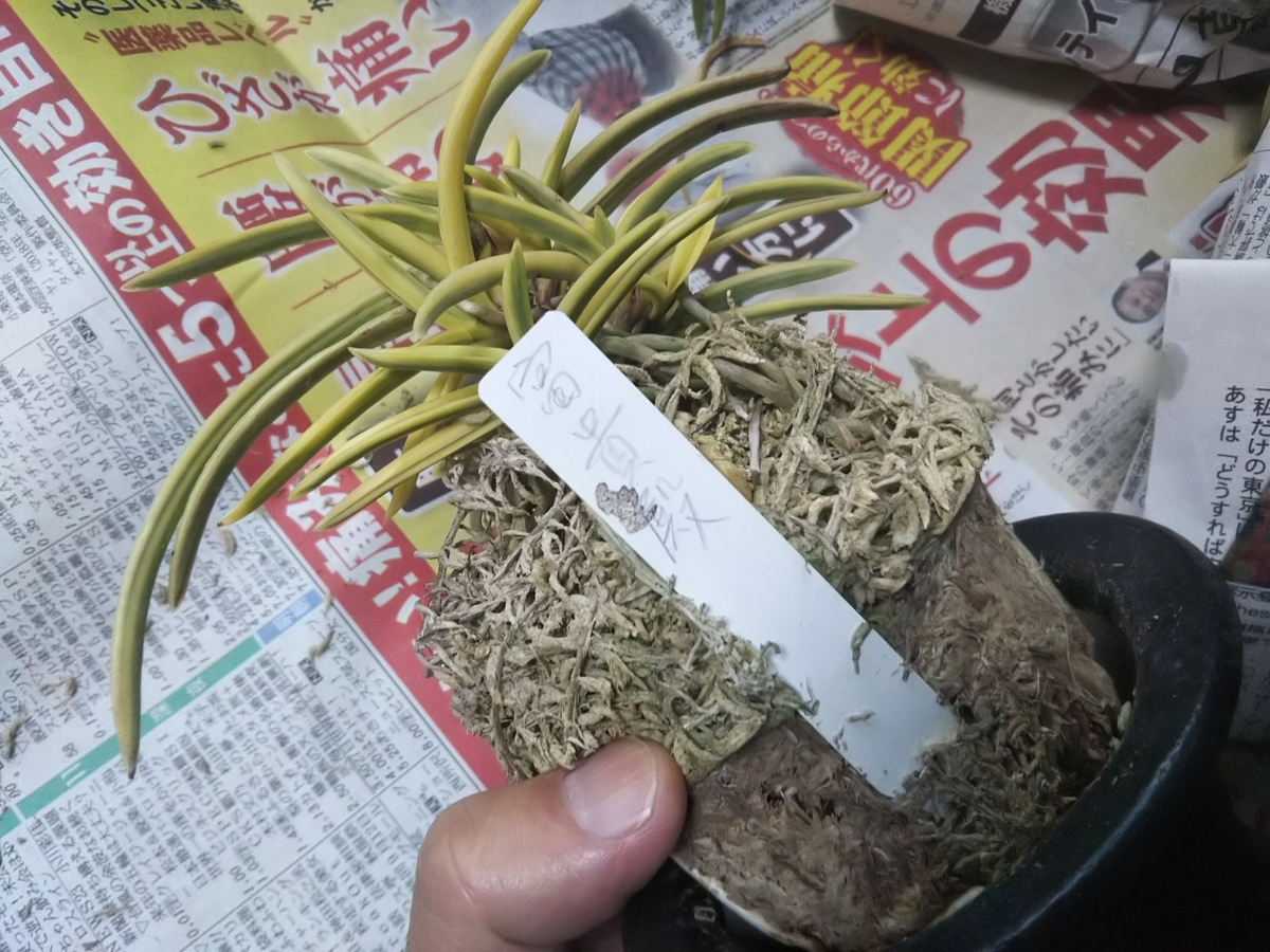 f:id:bontosyougatu:20191207172048j:plain