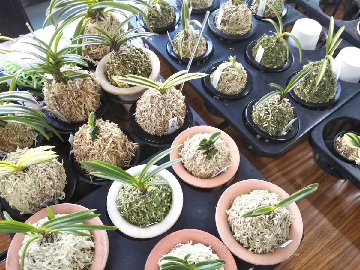 f:id:bontosyougatu:20191208201545j:plain f:id:bontosyougatu:20191208201545j:plain