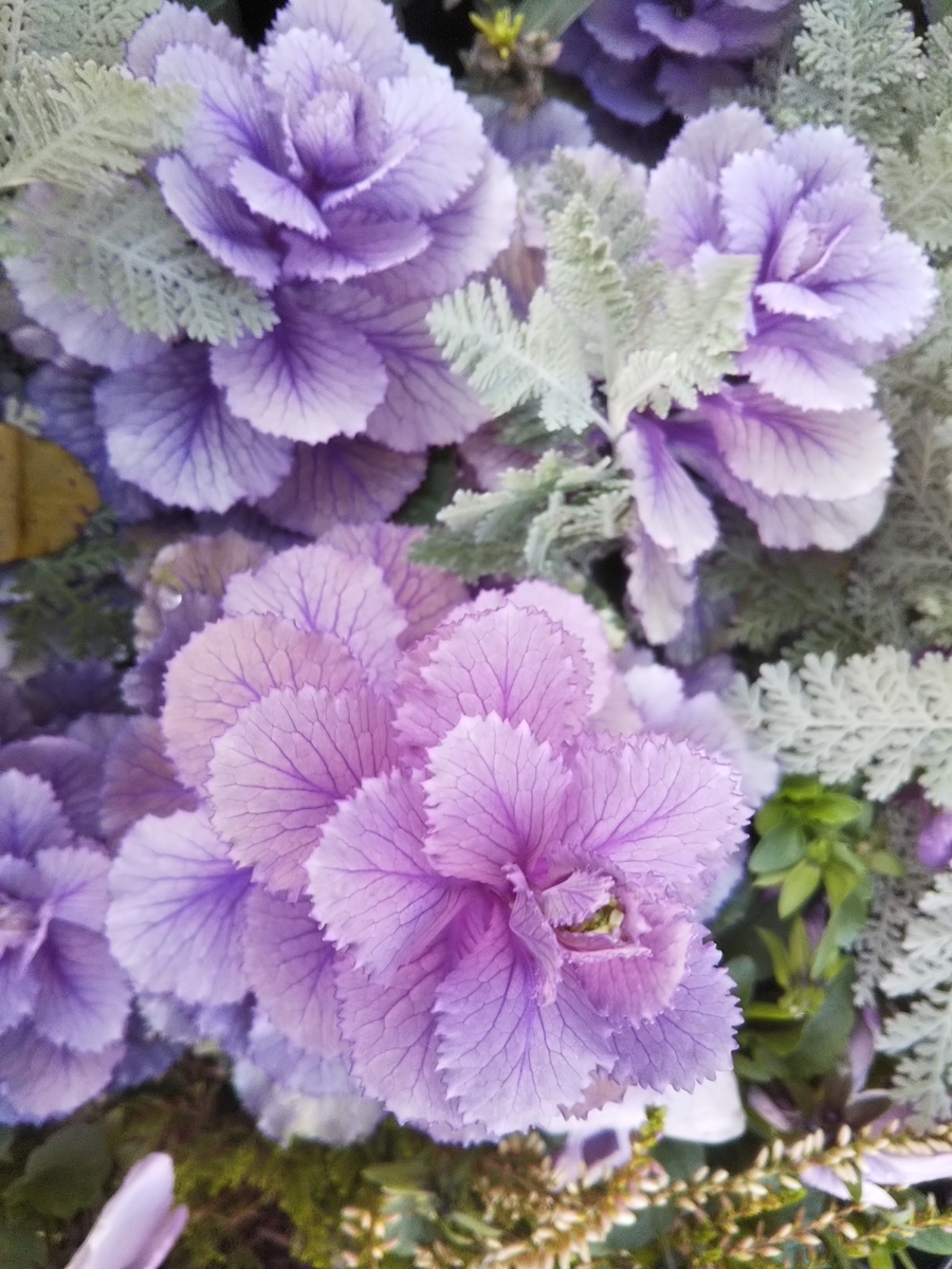 f:id:bontosyougatu:20200311085808j:plain f:id:bontosyougatu:20200311085808j:plain