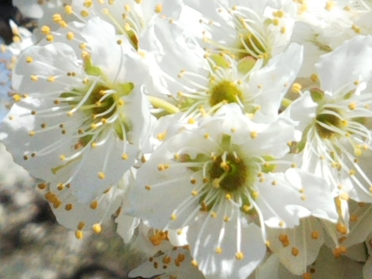 f:id:bontosyougatu:20200315103532j:plain