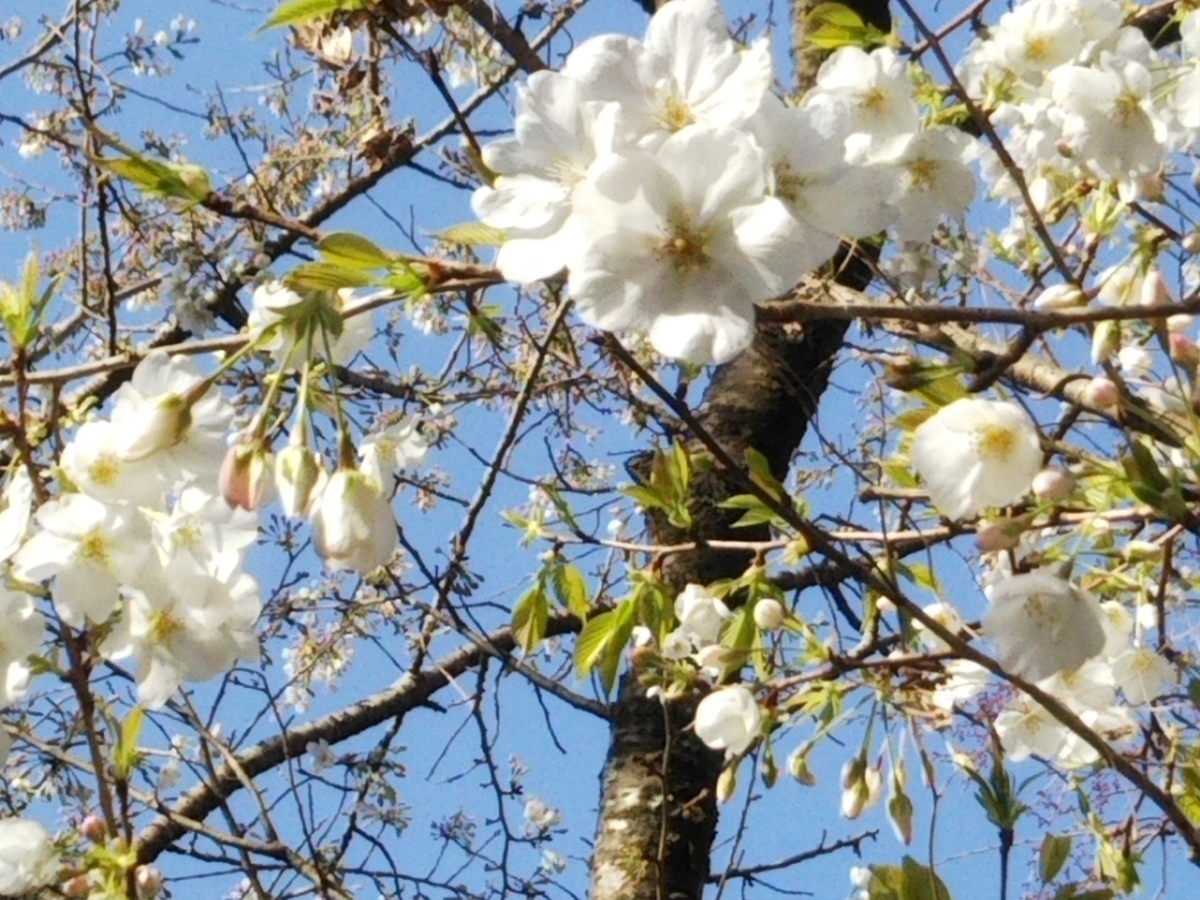 f:id:bontosyougatu:20200323220543j:plain f:id:bontosyougatu:20200323220543j:plain