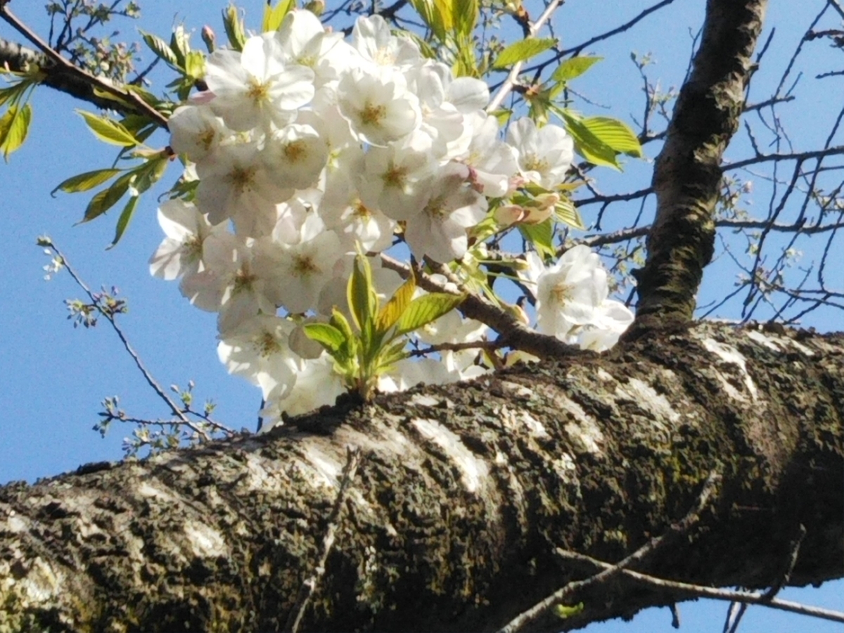 f:id:bontosyougatu:20200323220756j:plain f:id:bontosyougatu:20200323220756j:plain