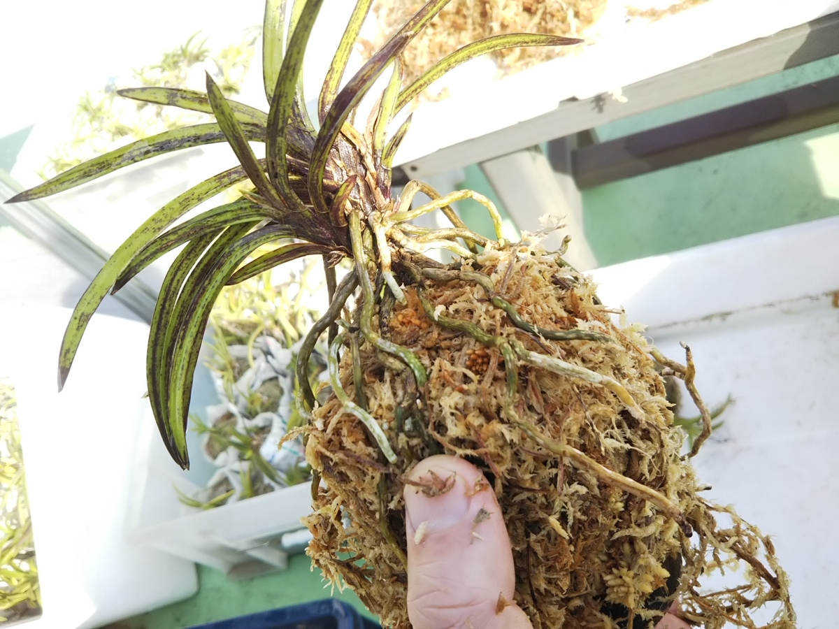 富貴蘭の植え替え・・・。 - 都会の隅で農的暮らし