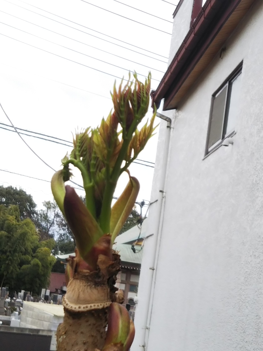 f:id:bontosyougatu:20200328155749j:plain