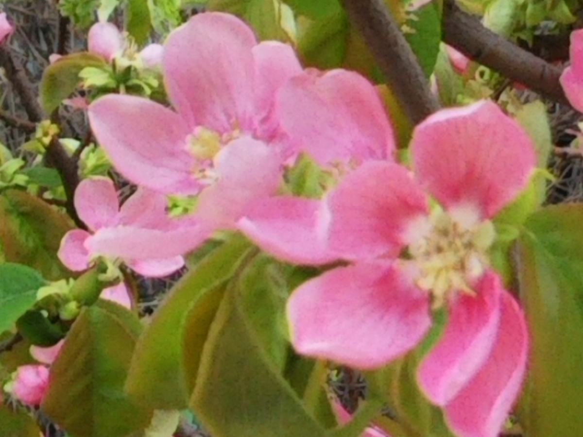 f:id:bontosyougatu:20200329180541j:plain