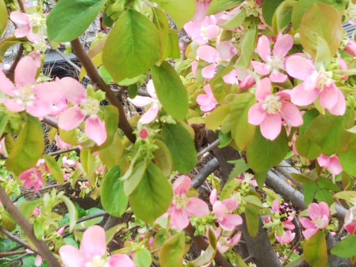f:id:bontosyougatu:20200329180612j:plain