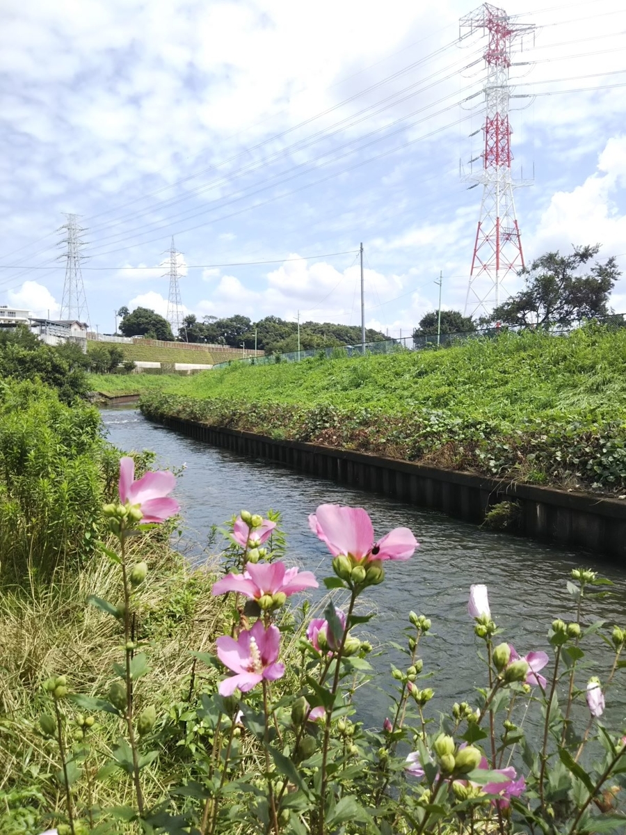 f:id:bontosyougatu:20200801215601j:plain f:id:bontosyougatu:20200801215601j:plain