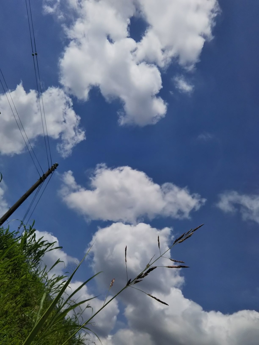 f:id:bontosyougatu:20200802201619j:plain