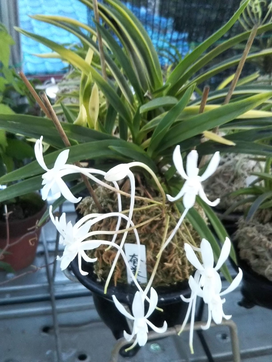 富貴蘭 奄美天山