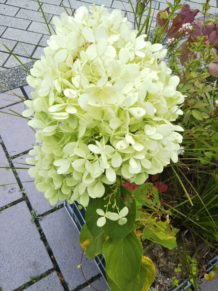 f:id:bontosyougatu:20200819202645j:plain