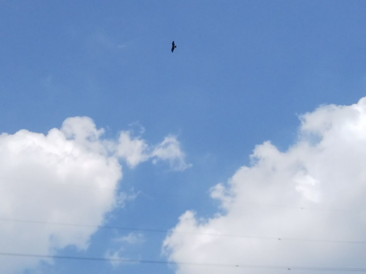 f:id:bontosyougatu:20200822220937j:plain