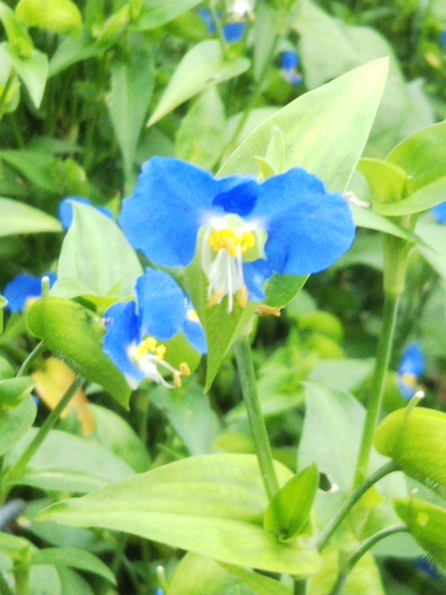 f:id:bontosyougatu:20200919170721j:plain f:id:bontosyougatu:20200919170721j:plain