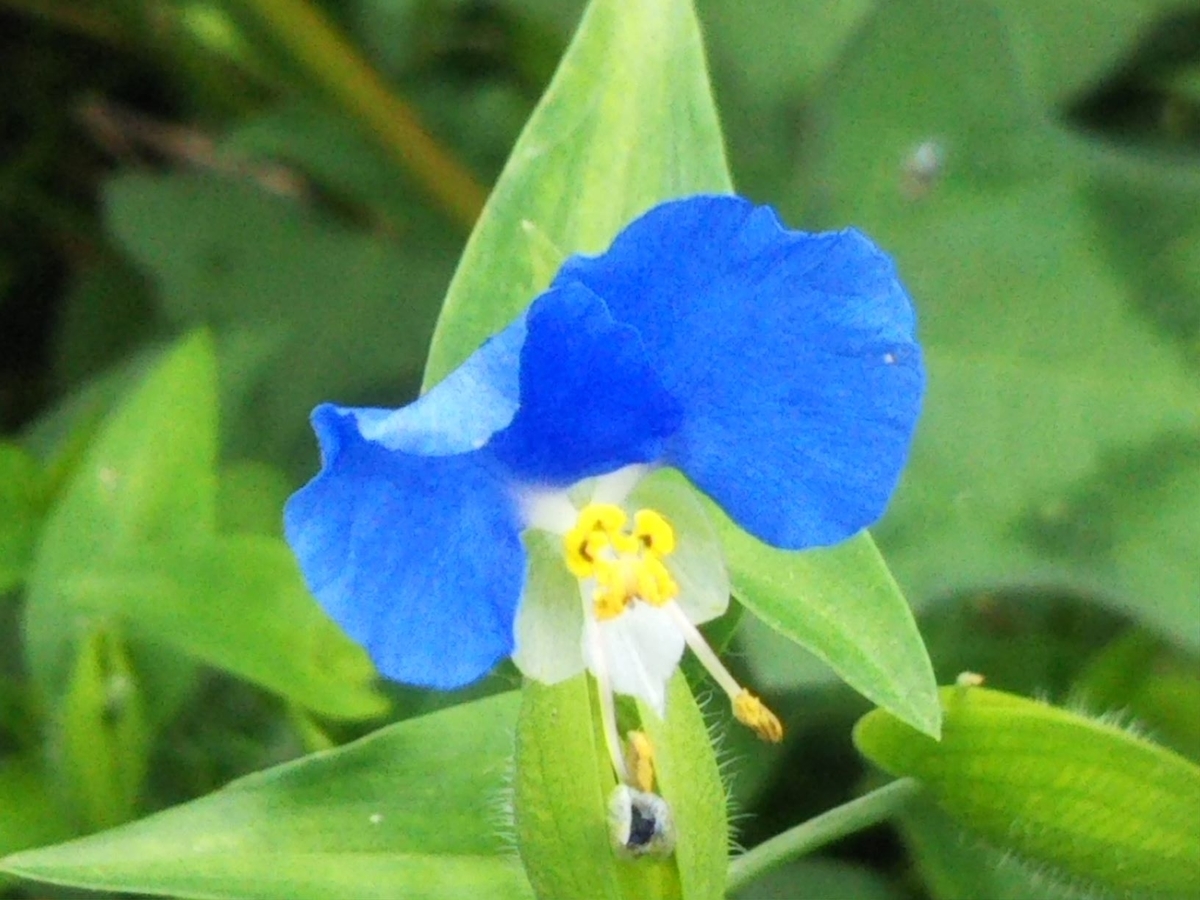f:id:bontosyougatu:20200919170743j:plain f:id:bontosyougatu:20200919170743j:plain