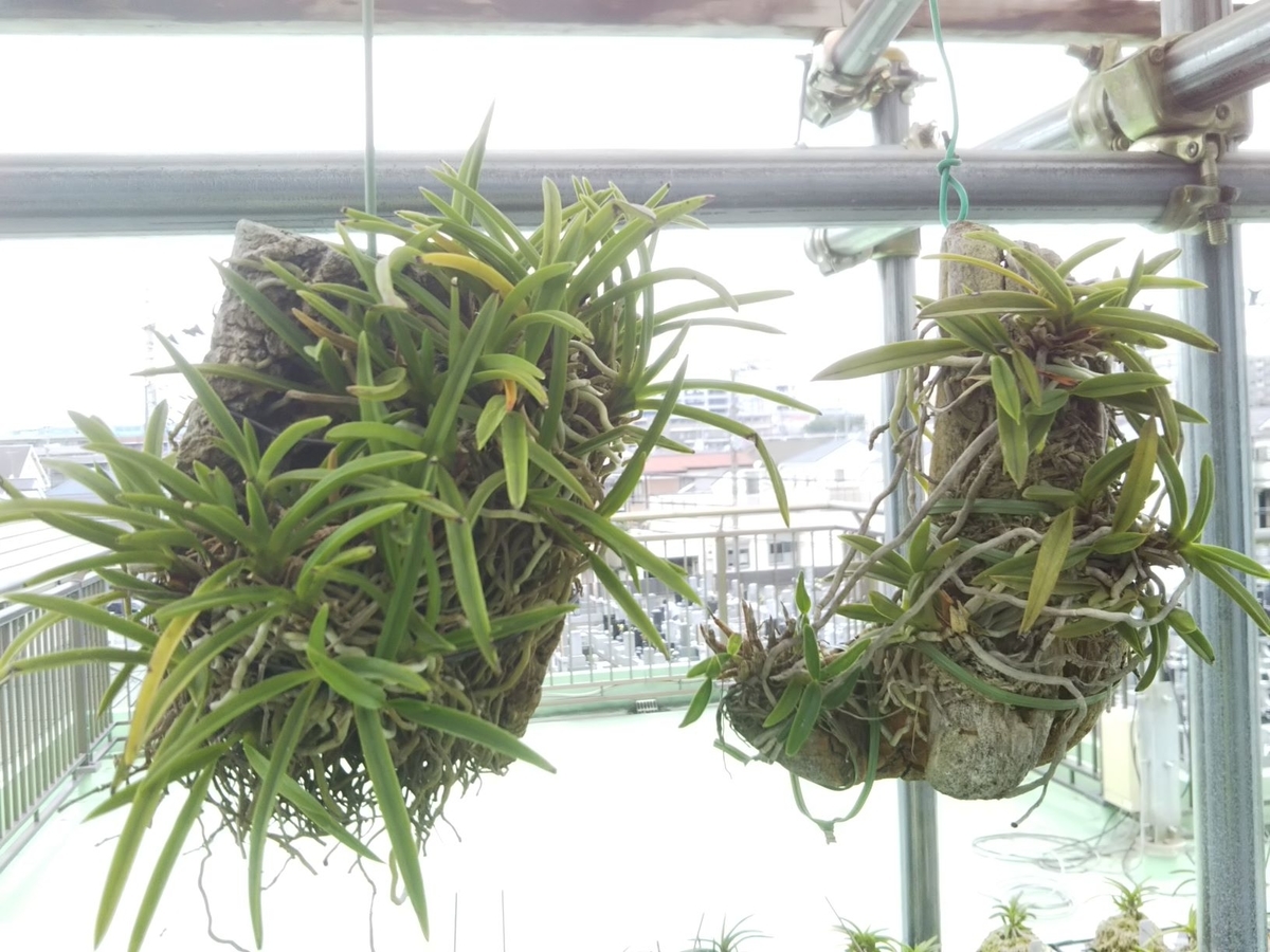 富貴蘭風蘭流木着生吊り下げ