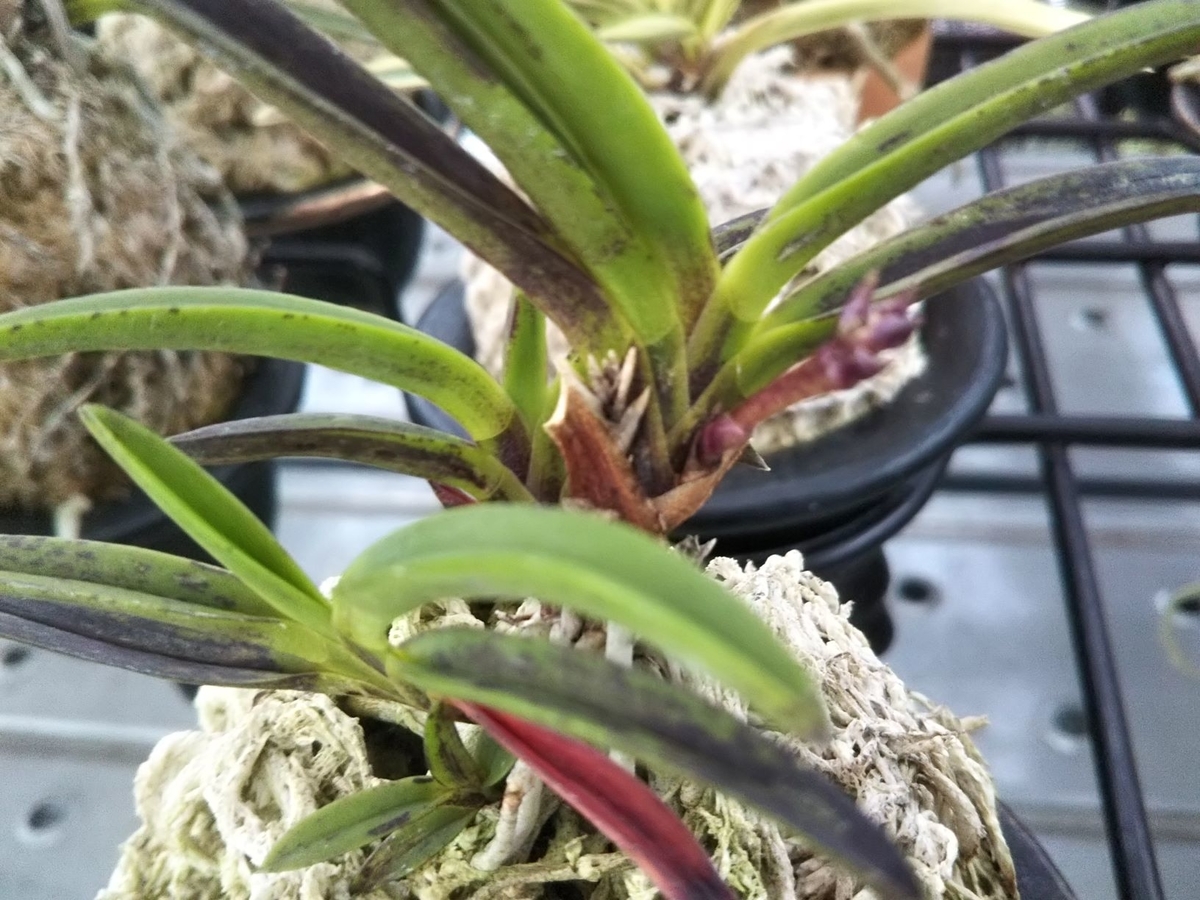 黒牡丹・・・。 - 都会の隅で農的暮らし