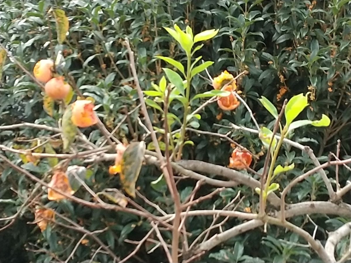 f:id:bontosyougatu:20201012203718j:plain