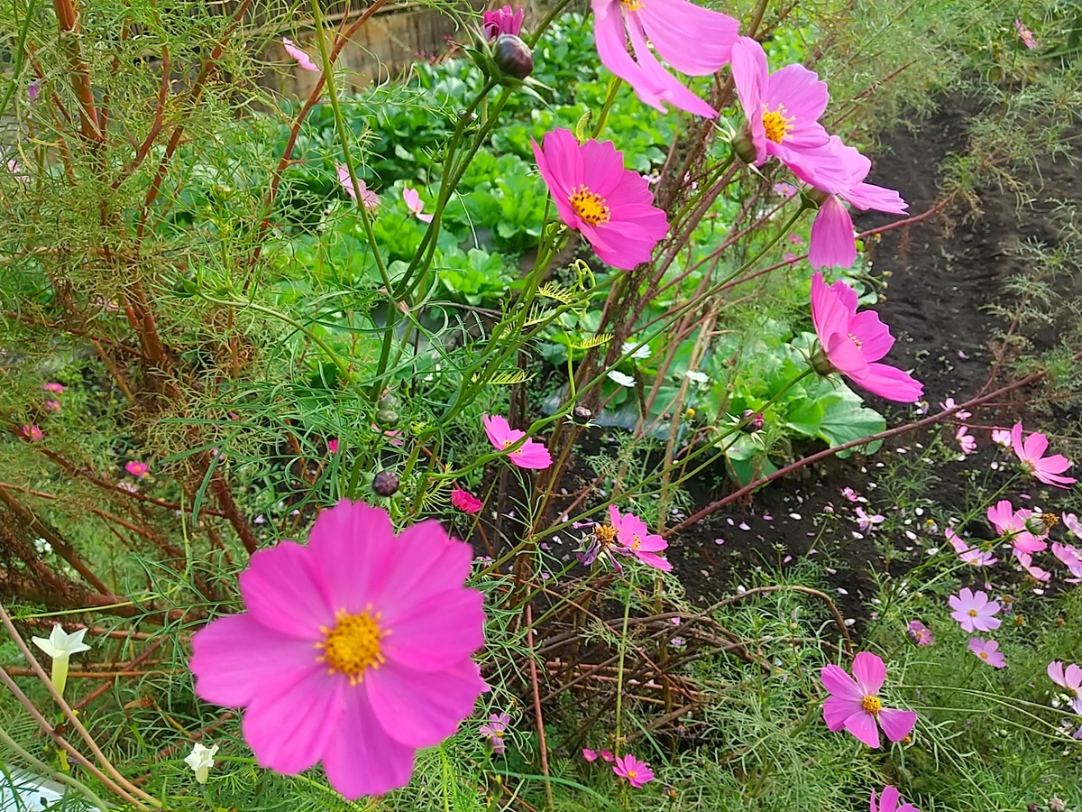 f:id:bontosyougatu:20201029212053j:plain