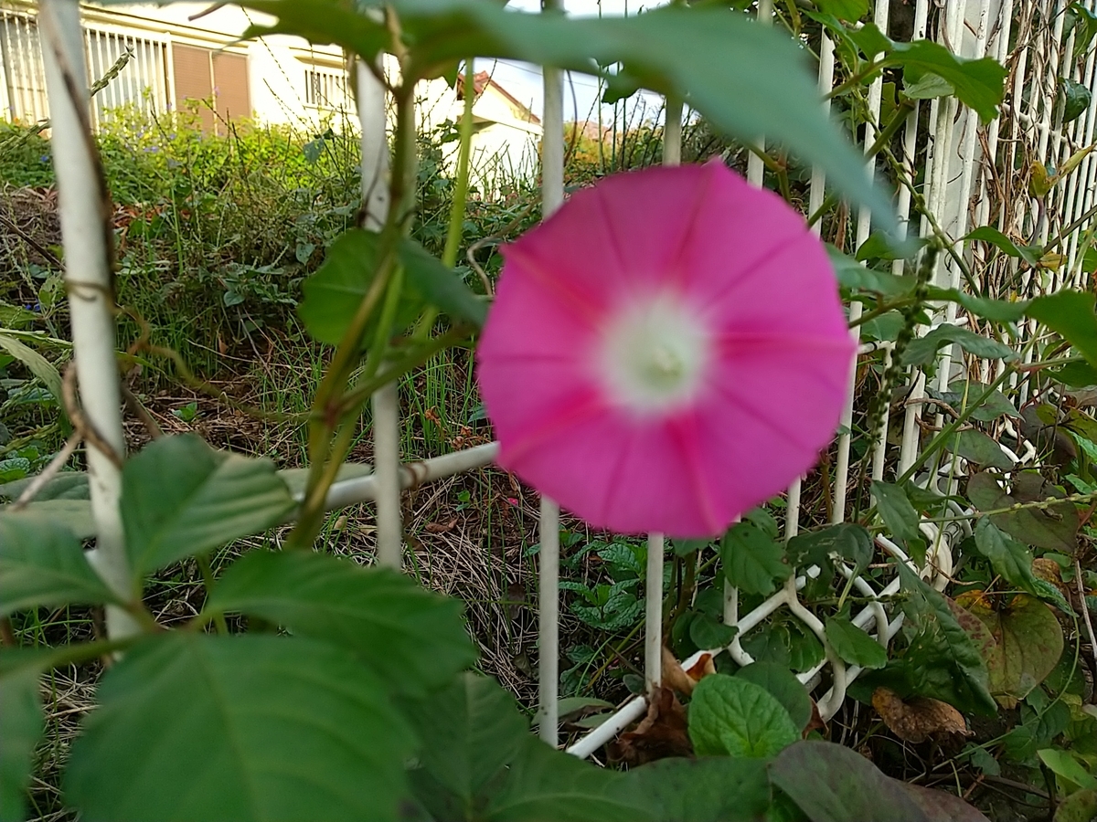 f:id:bontosyougatu:20201029212115j:plain