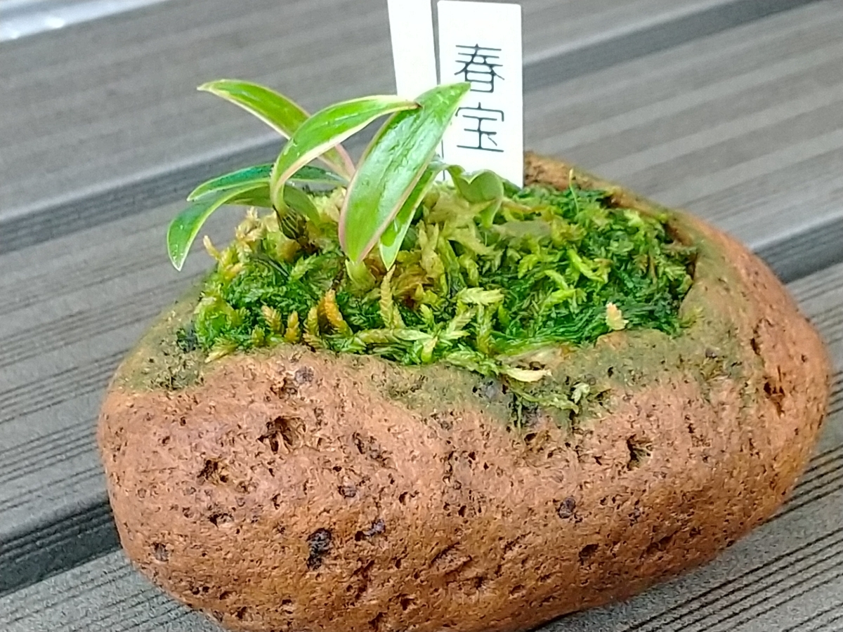 初めてのミヤマムギラン・・・。 - 都会の隅で農的暮らし