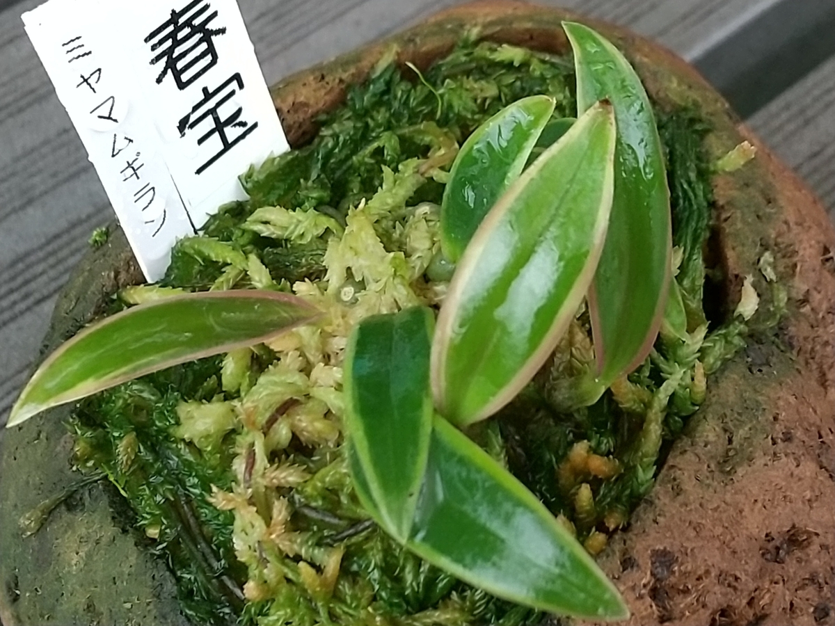 初めてのミヤマムギラン・・・。 - 都会の隅で農的暮らし