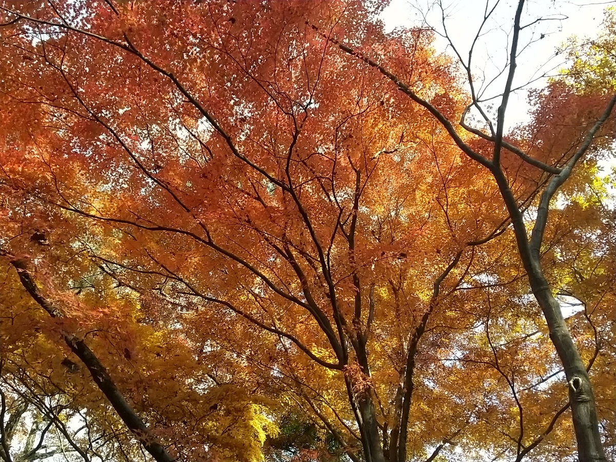 f:id:bontosyougatu:20201213085419j:plain