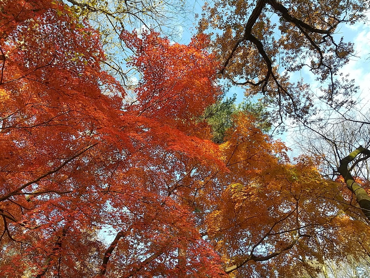 f:id:bontosyougatu:20201213085433j:plain