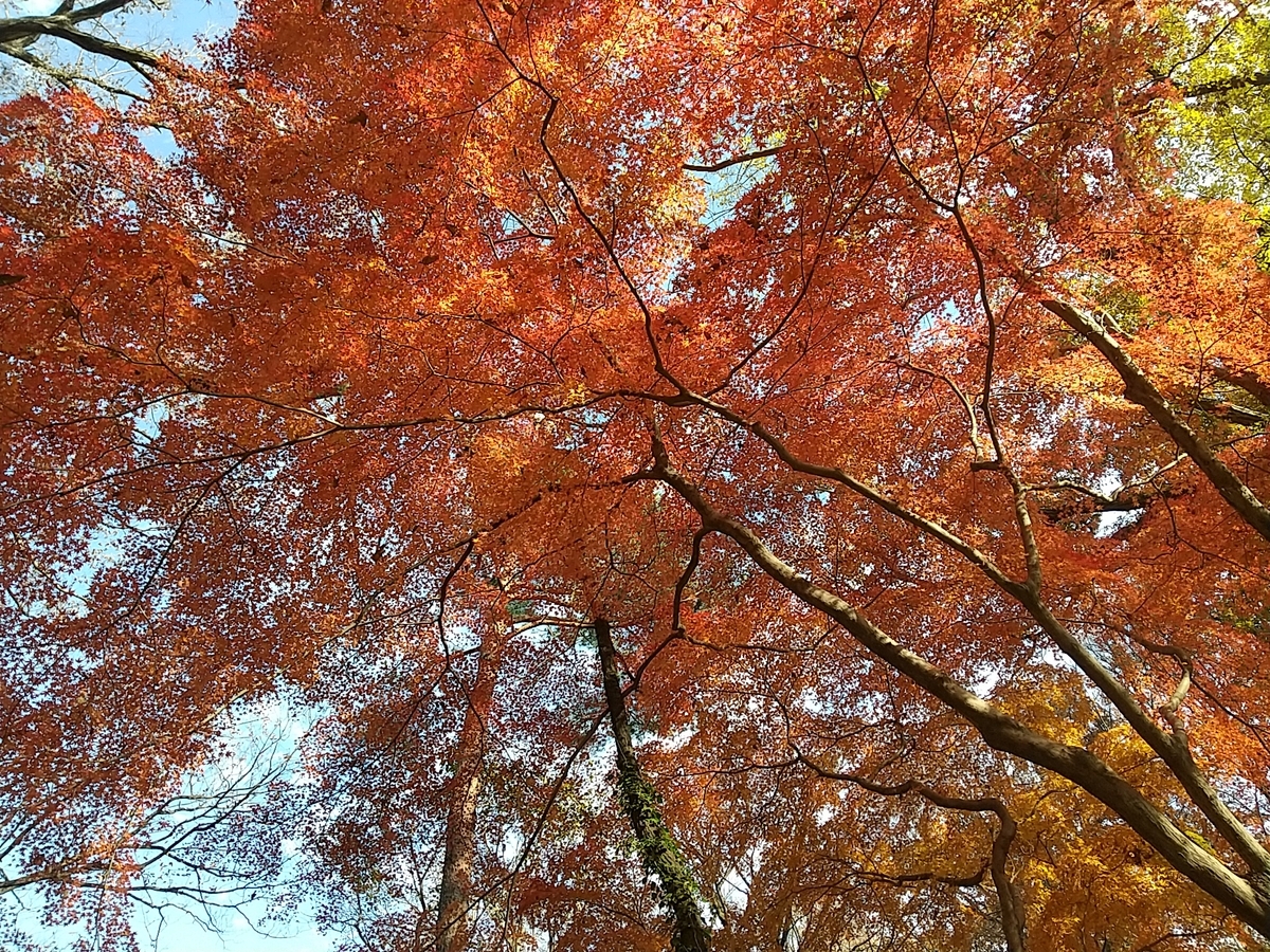 f:id:bontosyougatu:20201213085456j:plain