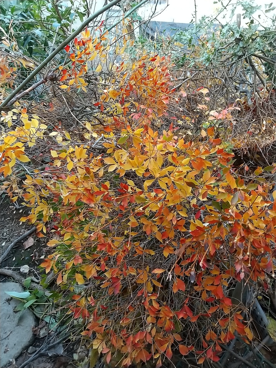 f:id:bontosyougatu:20201213160937j:plain