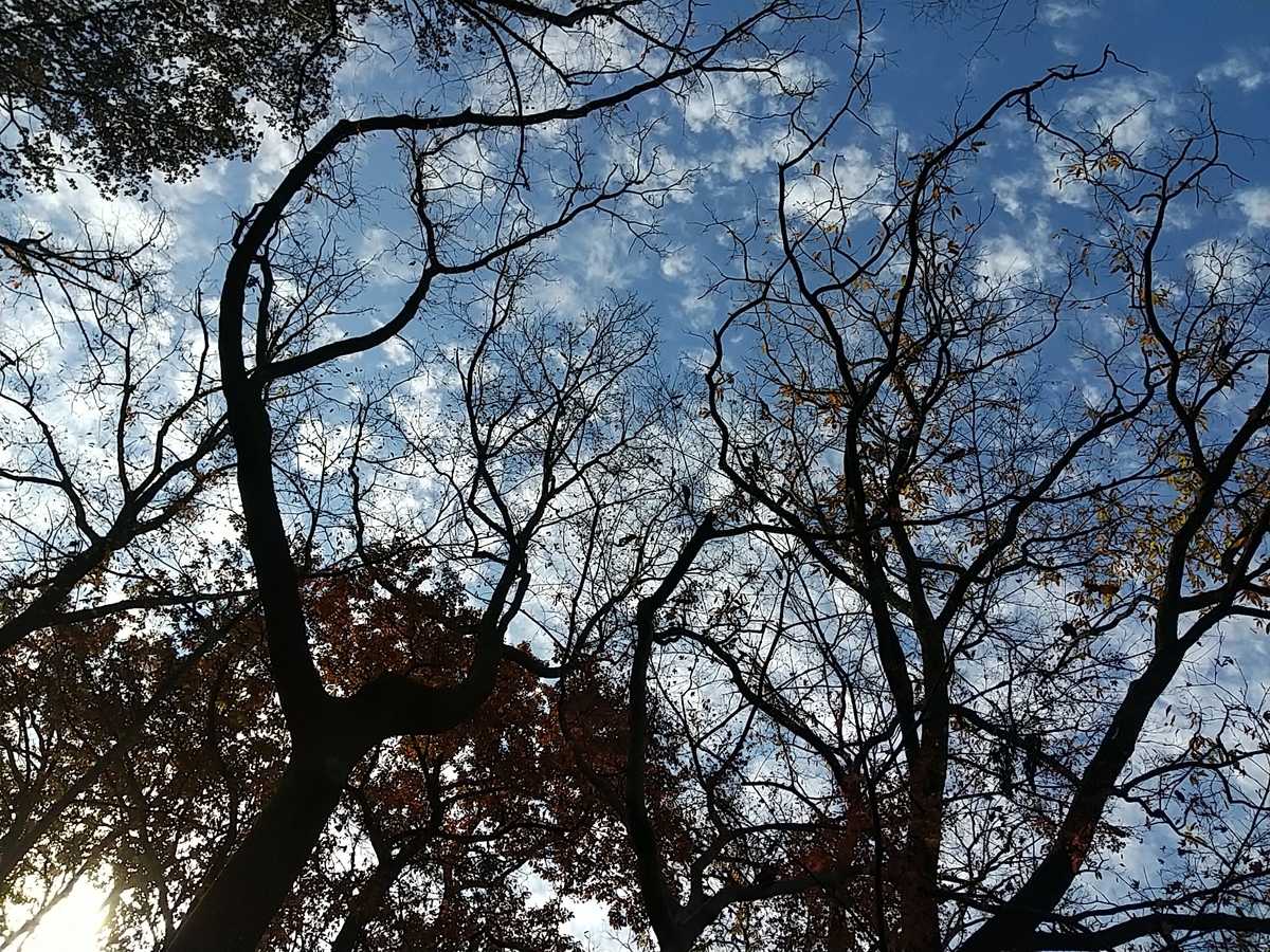 f:id:bontosyougatu:20201215201940j:plain