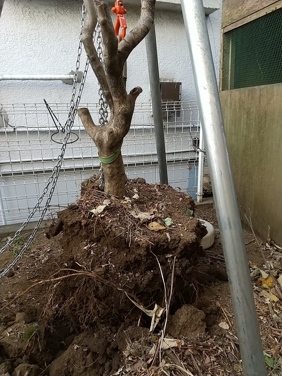 f:id:bontosyougatu:20201228182934j:plain