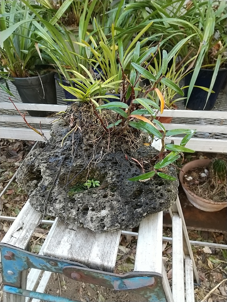 石付の富貴蘭・・・。 - 都会の隅で農的暮らし