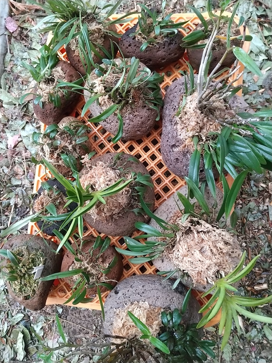 ミヤマムギラン（雪白縞）最高斑入り1点物ミヤマムギラン 楽天市場】斑入り中国ムギラン 曙斑 2.5号鉢 麦蘭 古典植物 山野草 kih