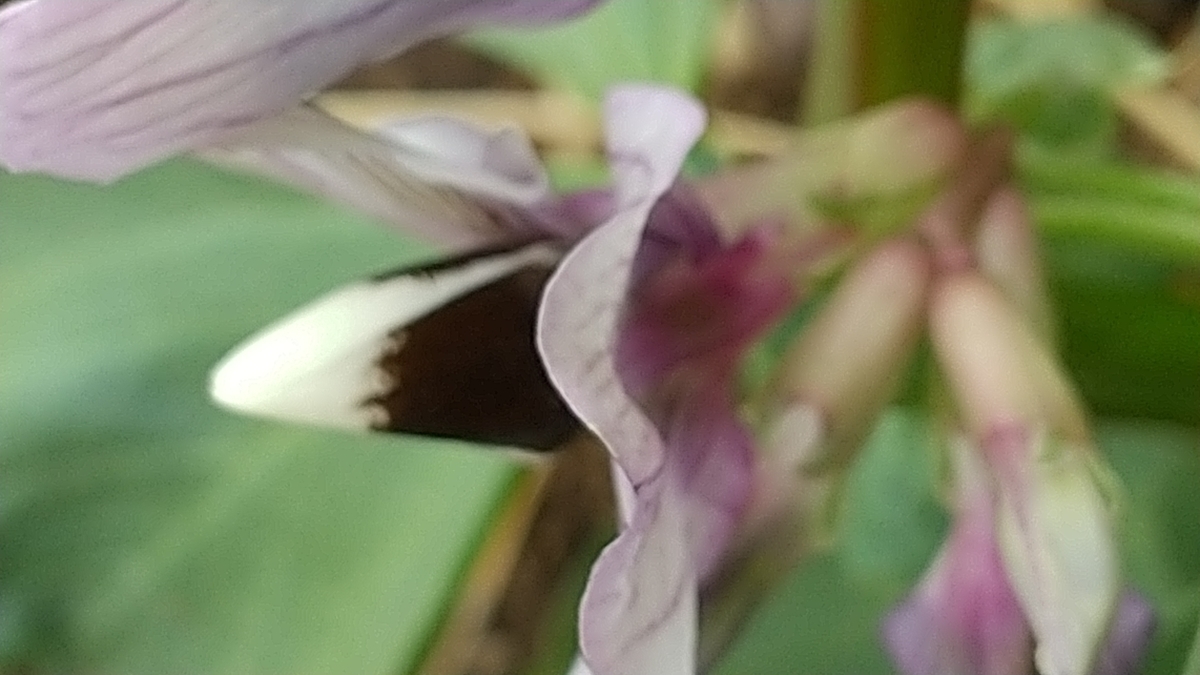 f:id:bontosyougatu:20210326205029j:plain