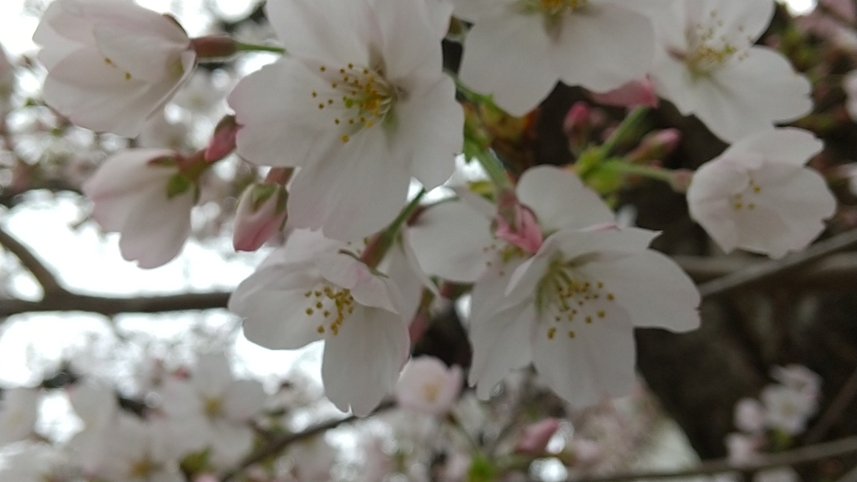 f:id:bontosyougatu:20210326205057j:plain