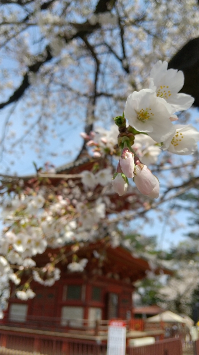 f:id:bontosyougatu:20210327202146j:plain