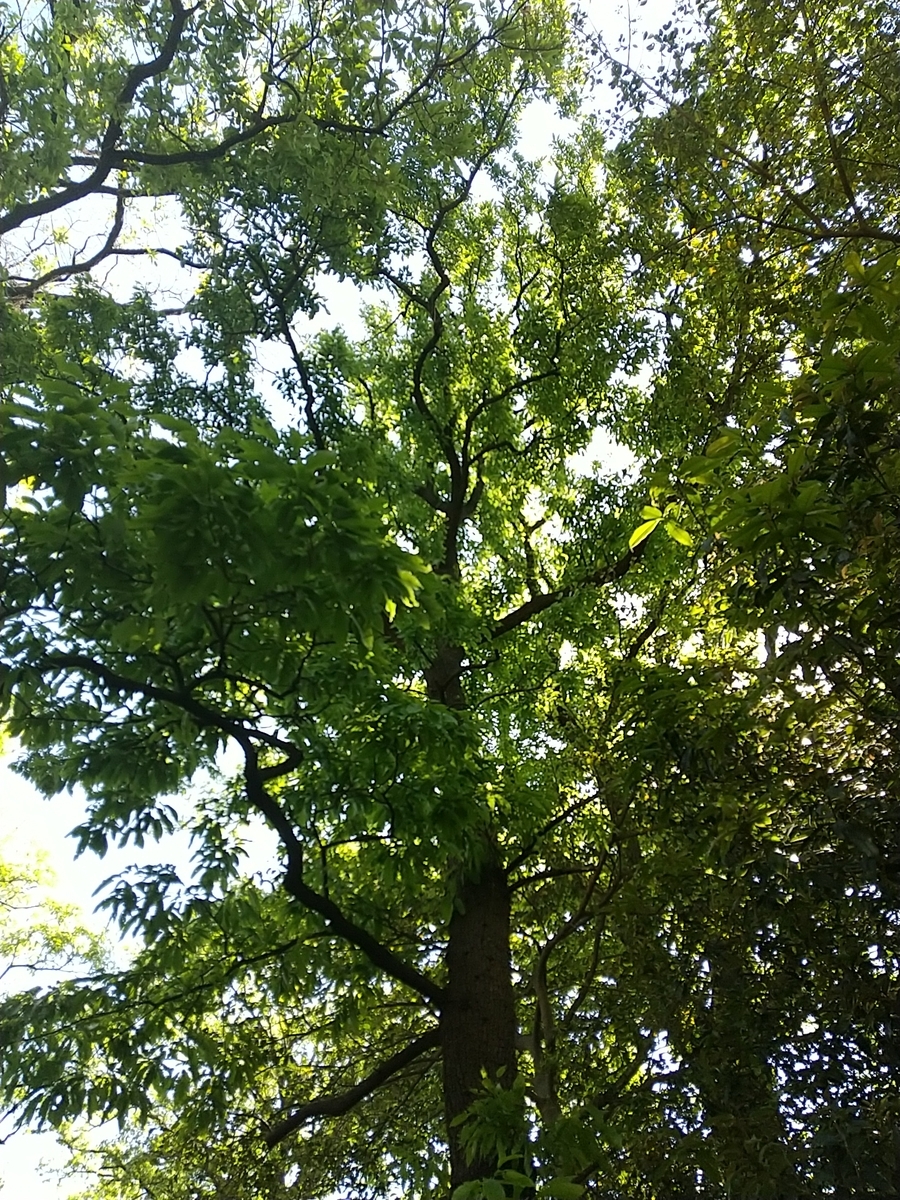 f:id:bontosyougatu:20210421180346j:plain