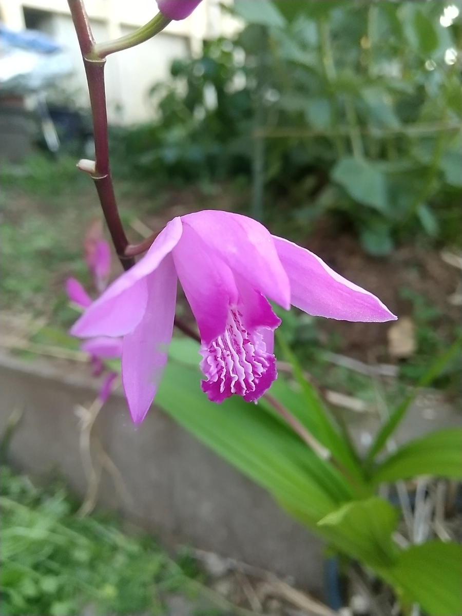 f:id:bontosyougatu:20210421180428j:plain