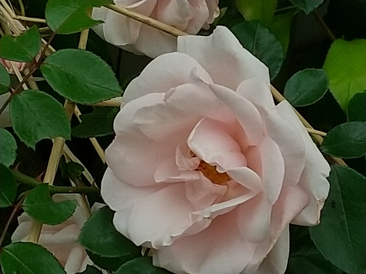 f:id:bontosyougatu:20210512185341j:plain