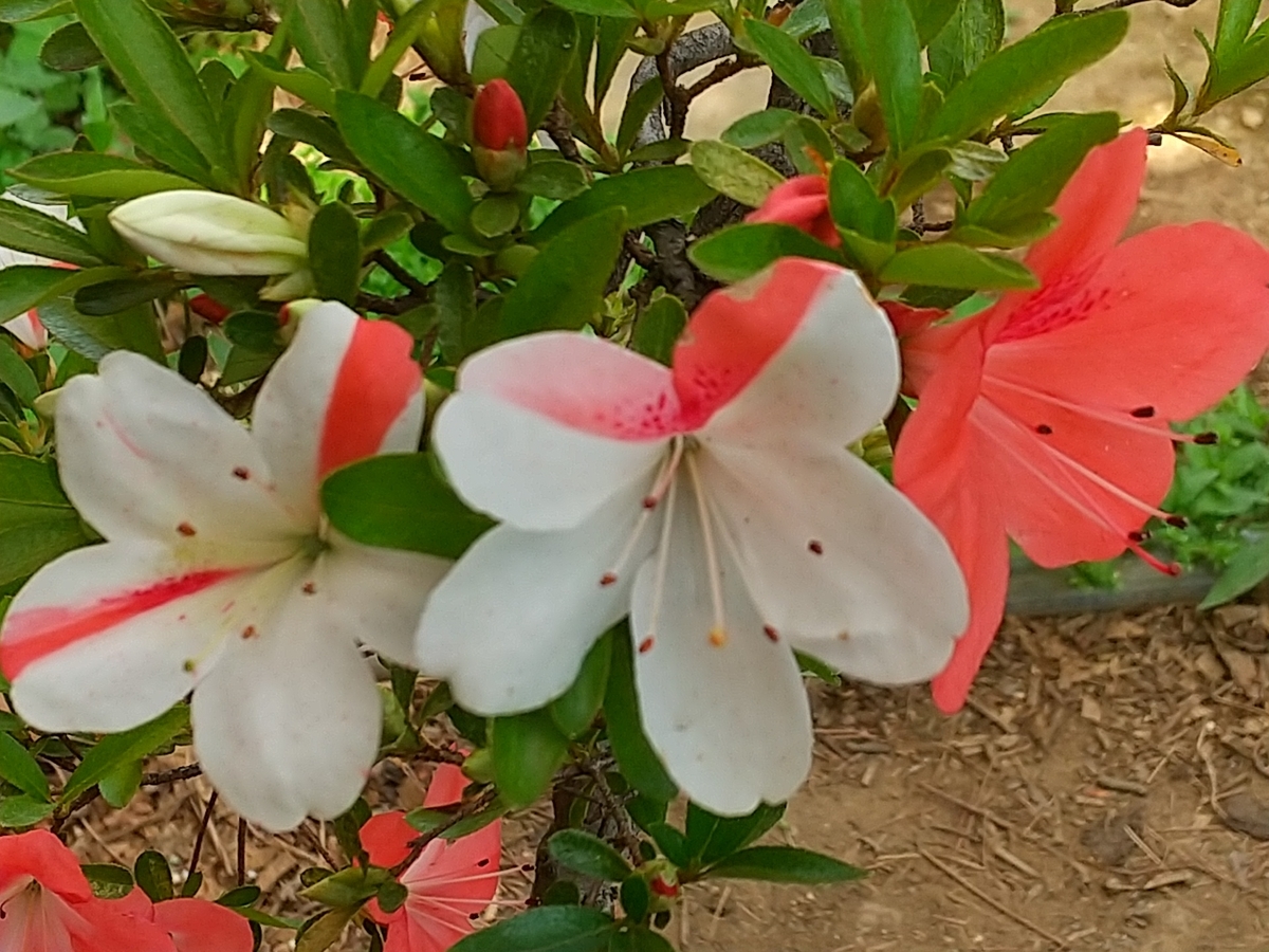 f:id:bontosyougatu:20210518212716j:plain