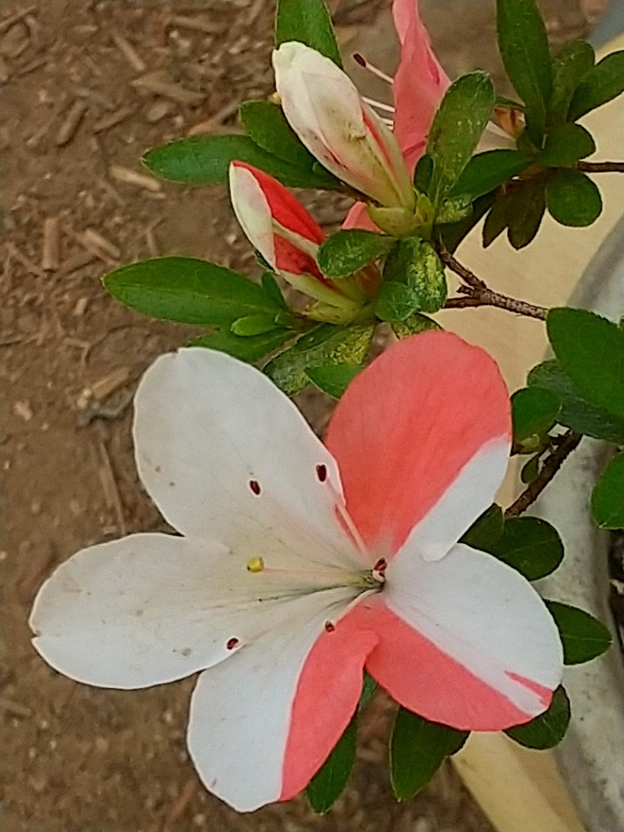 f:id:bontosyougatu:20210518212745j:plain