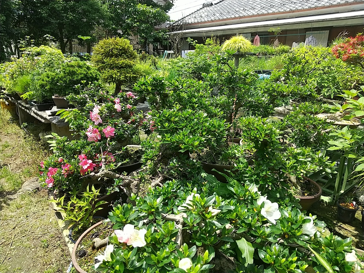 f:id:bontosyougatu:20210523162930j:plain
