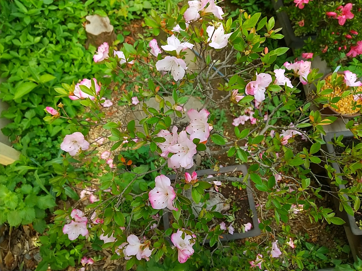 f:id:bontosyougatu:20210603201242j:plain