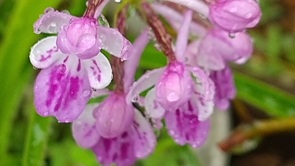 f:id:bontosyougatu:20210607195405j:plain