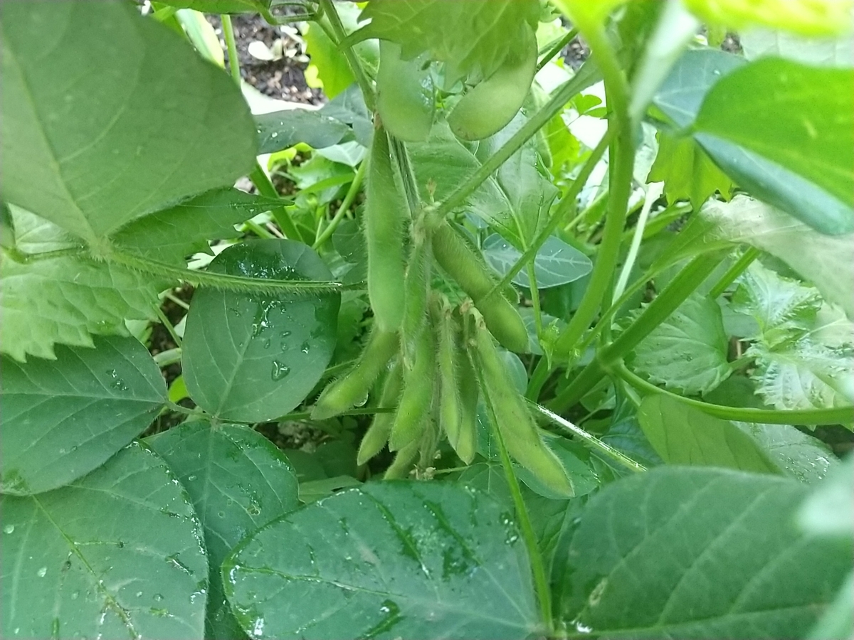 f:id:bontosyougatu:20210625165300j:plain