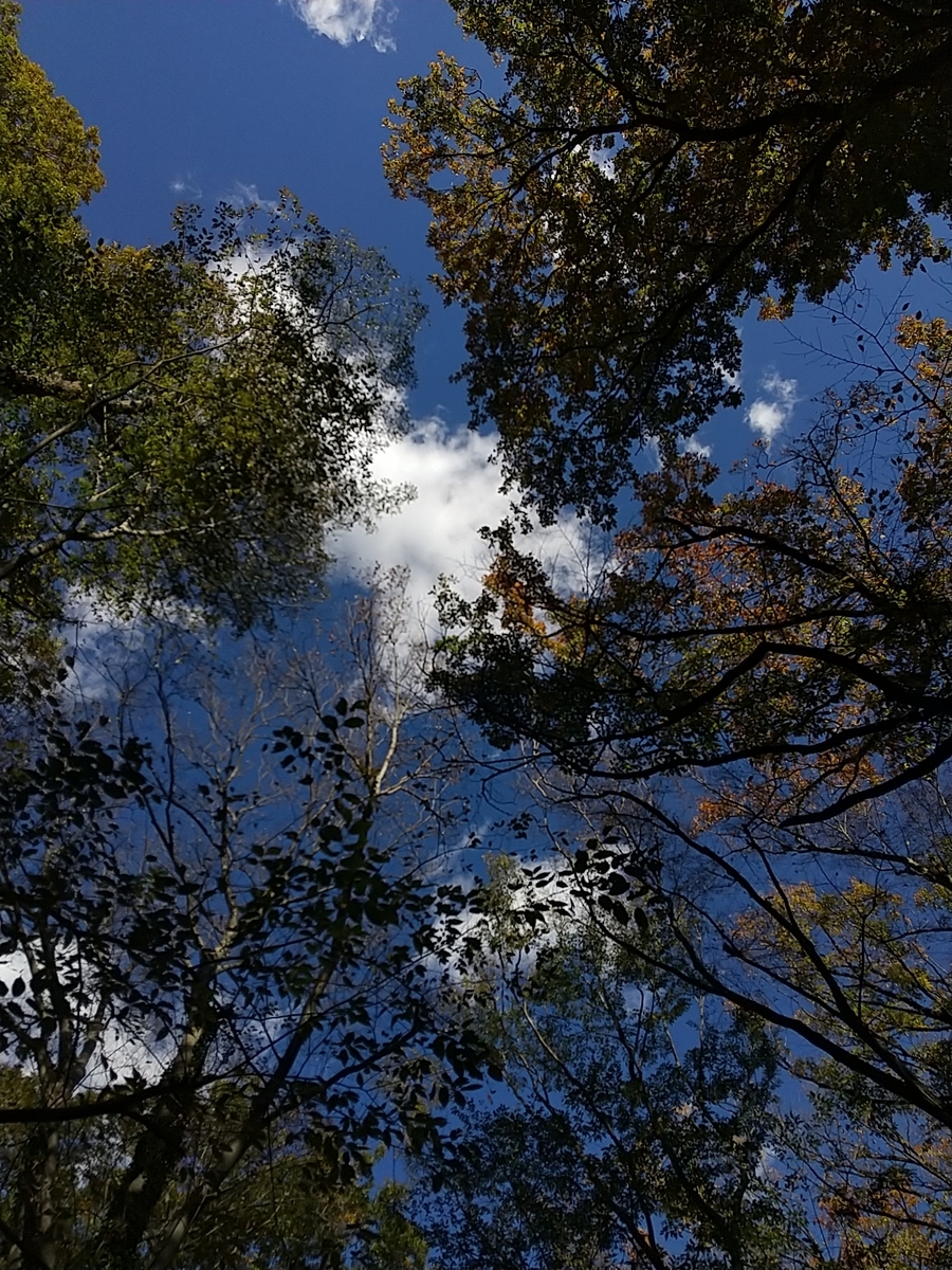f:id:bontosyougatu:20211201190643j:plain
