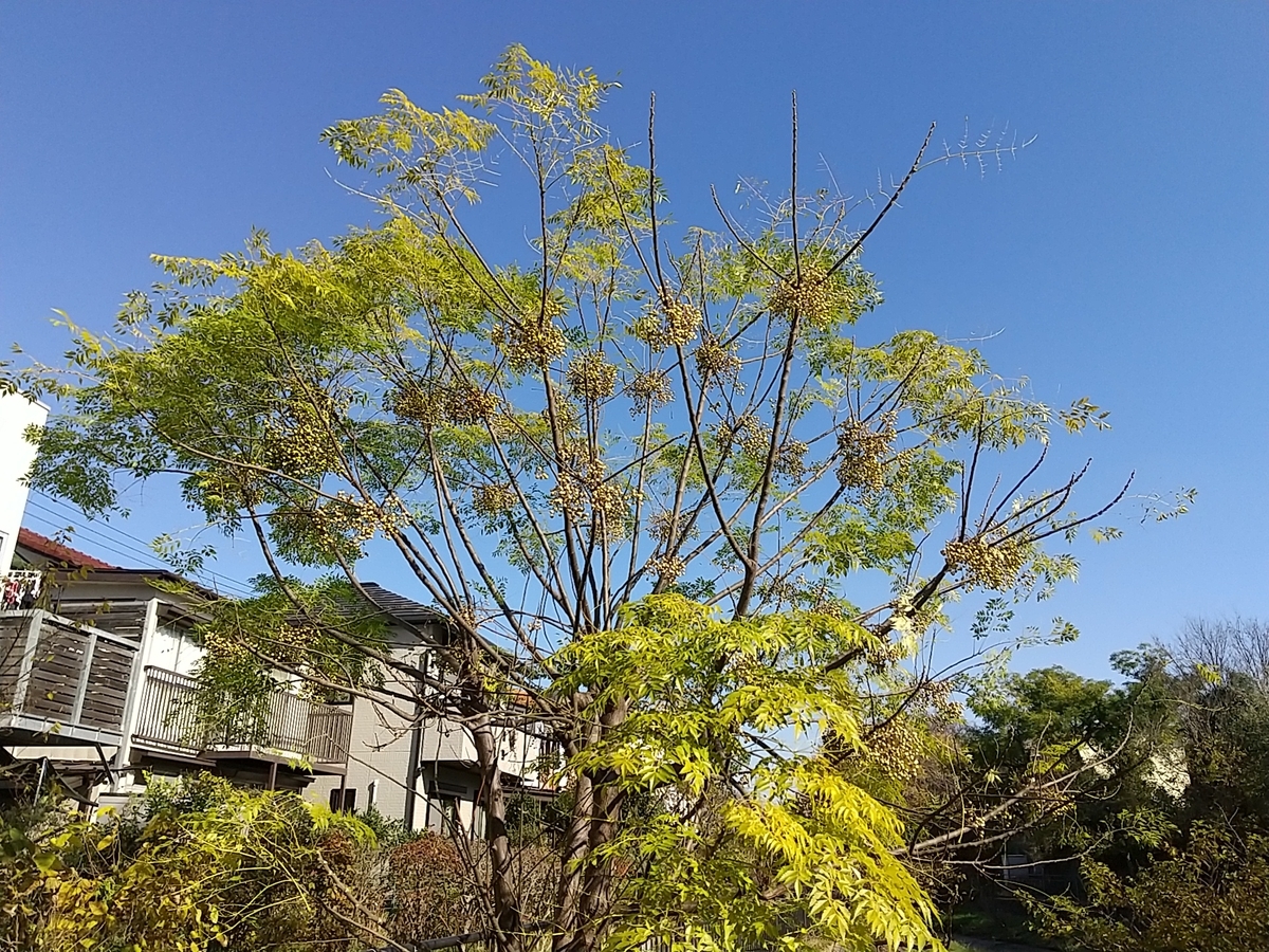 f:id:bontosyougatu:20211204175338j:plain