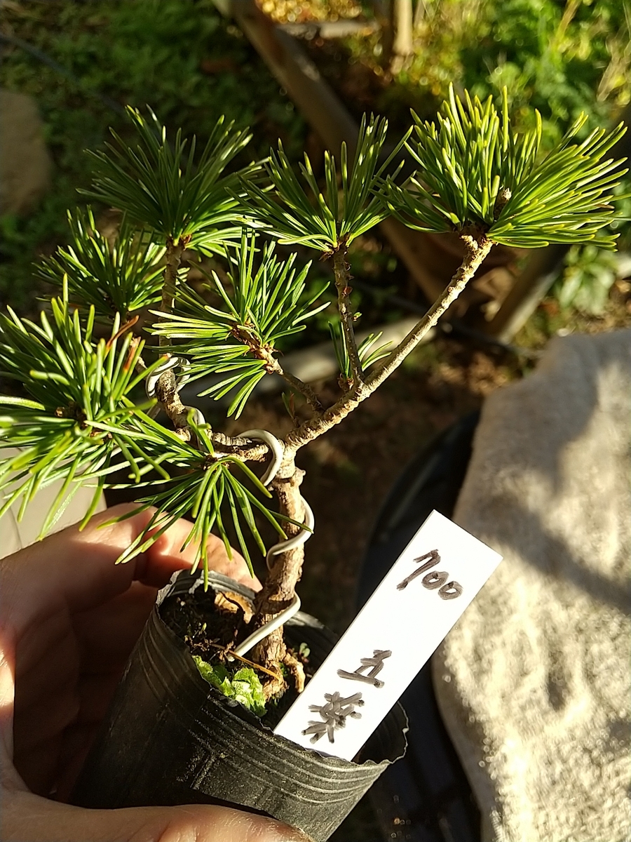 実生の五葉松・・・。 - 都会の隅で農的暮らし